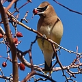 Cedar Waxwing