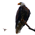 The Eagle and The Hummingbird