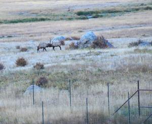 Elk Fences in Rocky Mountain National Park, CO